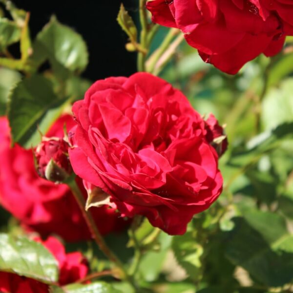 Photo Red roses